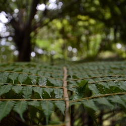 2017-03 New Zealand/Hunua/DSC_0209.JPG